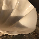 Giant Clam Shell (Tridacna Gigas) - Side Detail View - 4