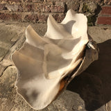 Giant Clam Shell (Tridacna Gigas)
